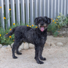 Poodle mix in the backyard