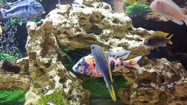 view aquarium with beautiful colorful cichlid fishes : yellow , multicolor, mzuli and other african mbuna cichlids