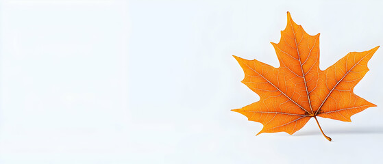 Fototapeta premium Closeup Orange Maple Leaf Against White Background