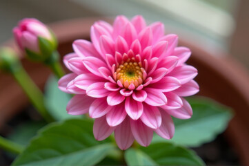 Obraz premium A close-up shot of a pink flower growing in a pot, perfect for use in gardening or floral designs