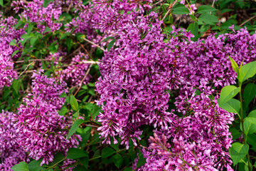 Syringa vulgaris (common lilac) purple flowers viewed closeup
