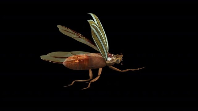 North American June Watermelon Beetle - Flying Loop - Aerial Side Close Up View - Alpha Channel - Realistic naturalistic 3D animation isolated on transparent background with alpha channel