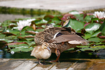 Fototapeta premium A female duck with cute little duckling at the wooden bridge in a pond covered with water lilies