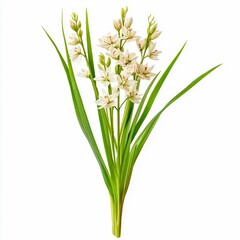 Fototapeta premium zigadenus spp death camas plant slender grasslike leaves and white flowers isolated on white transparent background