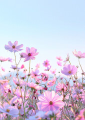Obraz premium A field of pink and lavender cosmos flowers is under a clear autumn sky with a soft gradient of light blue and white. The flowers are delicate with petals, petals, and stems that are fresh and green.