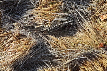 Close-Up of Frost-Covered Dry Grass in Winter