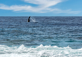 Naklejka premium Baleine dans les eaux polynésienne 
