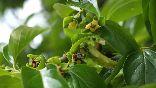 a bumblebee sucks the nectar of the persimmon flower and then flies away, slow motion video