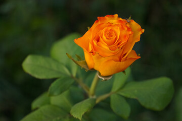 Pretty yellow roses in the garden close up. Cloweup photography of yellow roses.