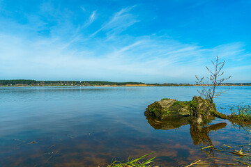 Sunny summer landscape on the lake. Picturesque dry branches and stumps sticking out of the water. Reflection of the sky and clouds in the water.