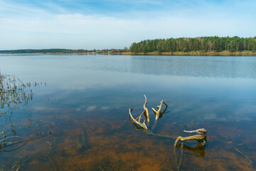 Sunny summer landscape on the lake. Picturesque dry branches and stumps sticking out of the water. Reflection of the sky and clouds in the water.