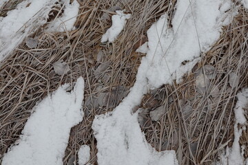 Dry Grass and Leaves with Patches of Snow in Winter