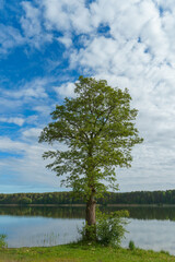 Sunny summer landscape on the lake. Reflection of the sky and clouds in the water. A valley of green trees on the shore of a lake. A concept for travel and camping.