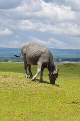 A charming young buffalo calf peacefully grazes on lush green grass atop a gentle hill, set against a wide open meadow under natural daylight.