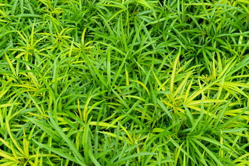 Malacca’s Vibrant Green Grass