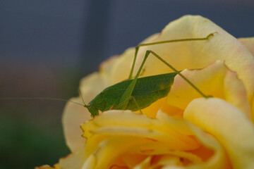 Green grasshopper on a yellow rose flower. The Great Marsh Grasshopper, Stethophyma grossum, is an endangered insect typical of wet meadows and marshes.