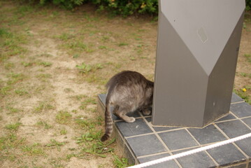 柱の影に顔を隠すグレーの野良猫が探検する庭の一瞬

