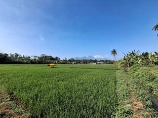 rice field in the morning indonesia 