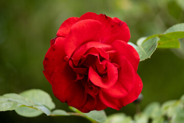 rote Rose mit verschwommenen Hintergrund