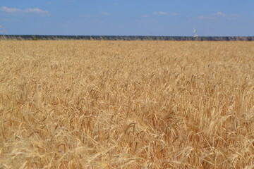 Golden wheat field under blue sky on a sunny day. Summer background. Yellow field and blue sky. Copy space. Free space for text