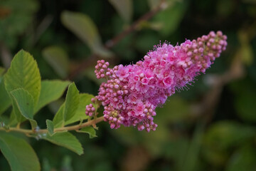 The ornamental bush Spiraea salicifolia is blooming in the garden.
A vertical closeup shot of a Spiraea salicifolia.