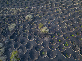AERIAL TOP DOWN: Fascinating patterns of vineyards with grapevines planted within rounded stone...