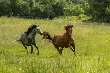 2 bockende Pferde