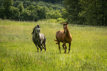 2 bockende Pferde