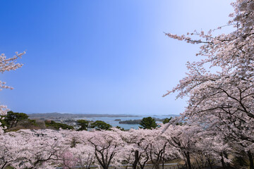 日本三景松島満開の桜の松島西行戻しの松公園