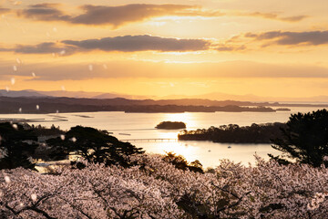 日本三景松島さくら花吹雪で朝焼けの松島西行戻しの松公園