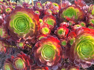 Succulent garden Aeonium arboreum
