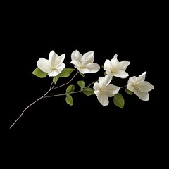Obraz premium White magnolia branch against black