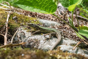 Close-up of a green lizard with intricate yellow-green patterns resting on a moss-covered rock. Perfect for themes of wildlife and ecological diversity.