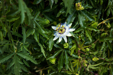 A beautiful Passion Flower in amongst green leaves