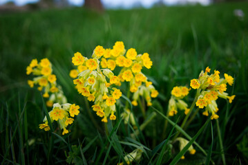 Fototapeta premium Yellow Cowslips Blooming in Spring Grass