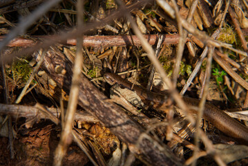 Secret Life of the Slow Worm