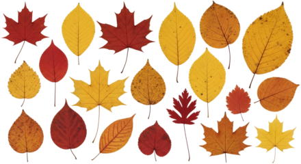 Colorful Autumn Leaves Collection on White