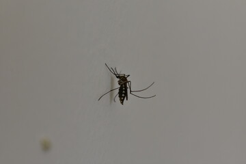 A single mosquito is seen in close-up on a light-colored surface.