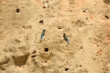Two colorful bee-eater birds perch on a sandy cliff face with multiple burrows.