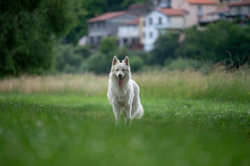 Portrait d'un chien mâle adulte de race berger blanc suisse dans un parc