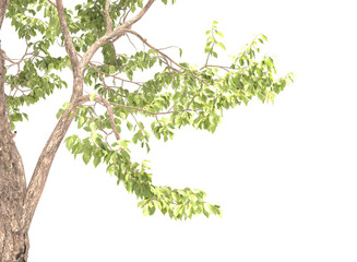 Various types of tree branch plants bushes shrub and and small plants isolated	
