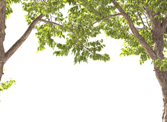 Fototapeta premium Various types of tree branch plants bushes shrub and and small plants isolated 