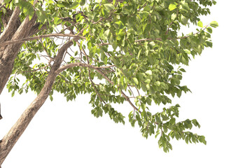 Various types of tree branch plants bushes shrub and and small plants isolated	
