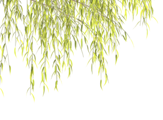 Weeping willow,Various types of tree branch plants bushes shrub and and small plants isolated	
