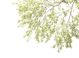 Various types of tree branch plants bushes shrub and and small plants isolated