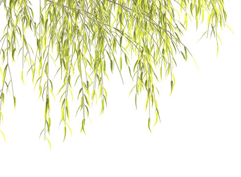 Weeping willow,Various types of tree branch plants bushes shrub and and small plants isolated	
