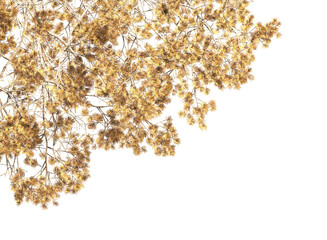 autumn tree branch isolated