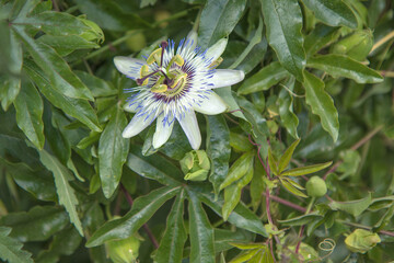 Close up view of a single passion Flower