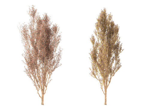 Variety of autumn trees, trees top and tree branches in autumn