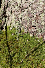 Close-Up of Moss and Lichen Growing on Tree Bark